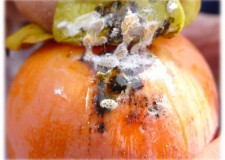 Aviso tratamiento cotonet, barreneta y mosca blanca Aviso tratamiento cotonet, barreneta y mosca blanca