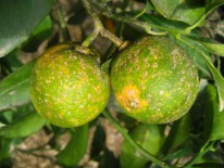 Fig. 3. Piojo rojo de California sobre fruto.