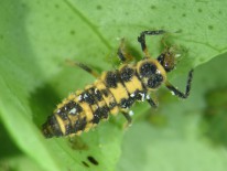 Larva de Propylea quatuordecimpunctata