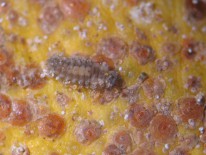 Larva de Rhizobius lophantae