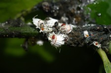 Larvas de Rodolia cardinalis sobre cochinilla
