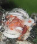 Larva de Rodolia cardinalis sobre cochinilla