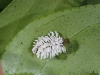 Larva de Scymnus spp.