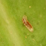 Larva de Feltiella