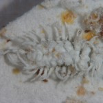 Larva de C. montrouzieri depredando cotonet