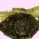 Fig. 3. M. lounsburyi sobre hembra