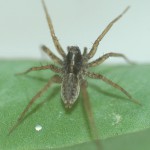 La araña Pardosa cribata