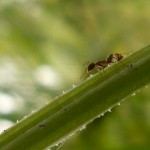 Fig. 3. Obrera de la hormiga argentina