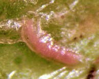 Larva de C. phyllocnistoides