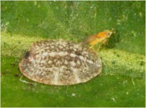 M. helvolus parasitando C. pseudomagnoliarum