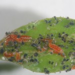 Larvas de Aphidoletes alimentándose en colonia de pulgones. Foto J. Catalán.