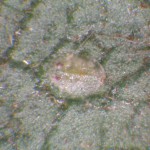 Ninfa madura 4º estadio Dialeurodes citri