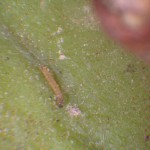 Larva de Cryptoblabes gnidiella sobre fruto de caqui